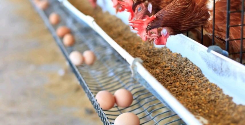 Chicken feed